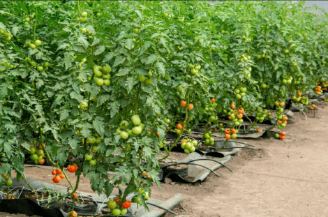 organic tomato sauce