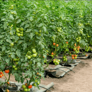 organic tomato sauce